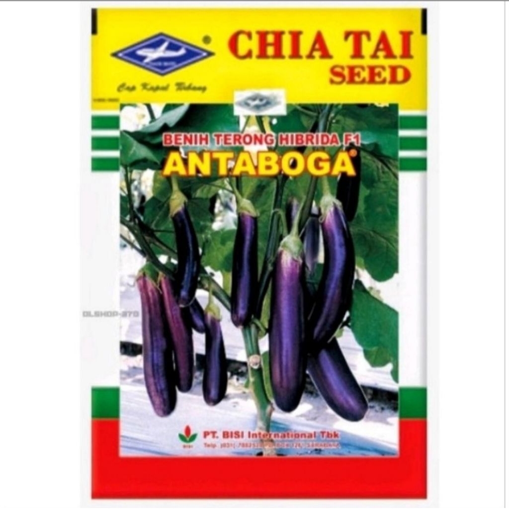 100 Biji Terong Ungu Antaboga Cap Kapal Terbang Benih unggul
