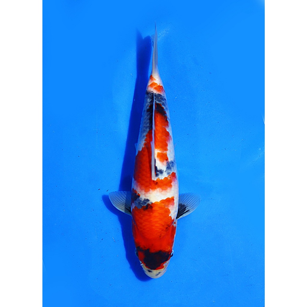 Koi Import Showa Isa Koi Farm Size 30 bu