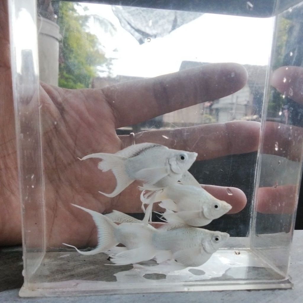 molly balon platinum lyretail