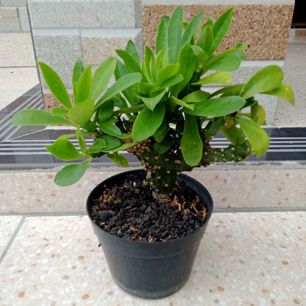 euphorbia Neriifolia