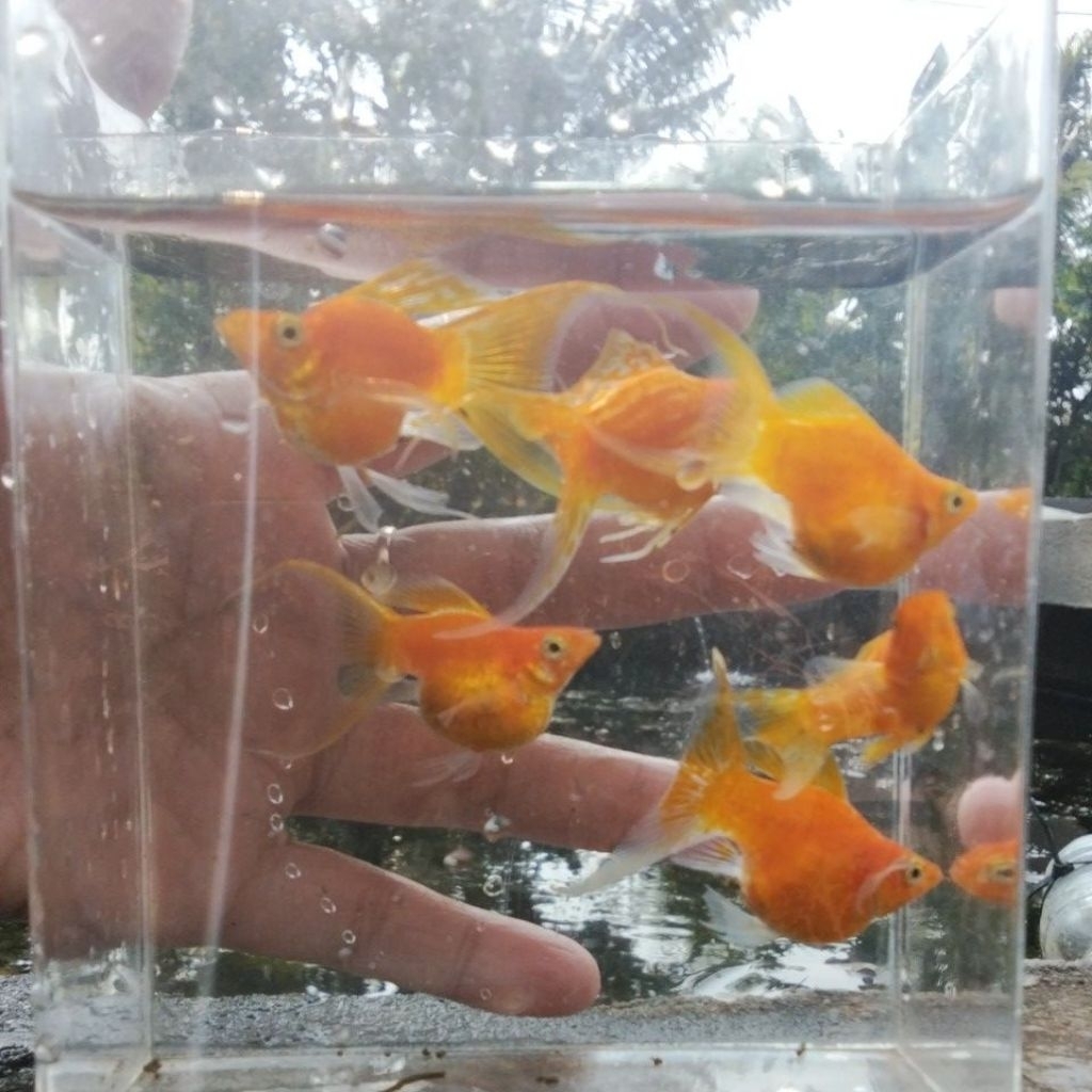 molly balon Sunkist lyretail