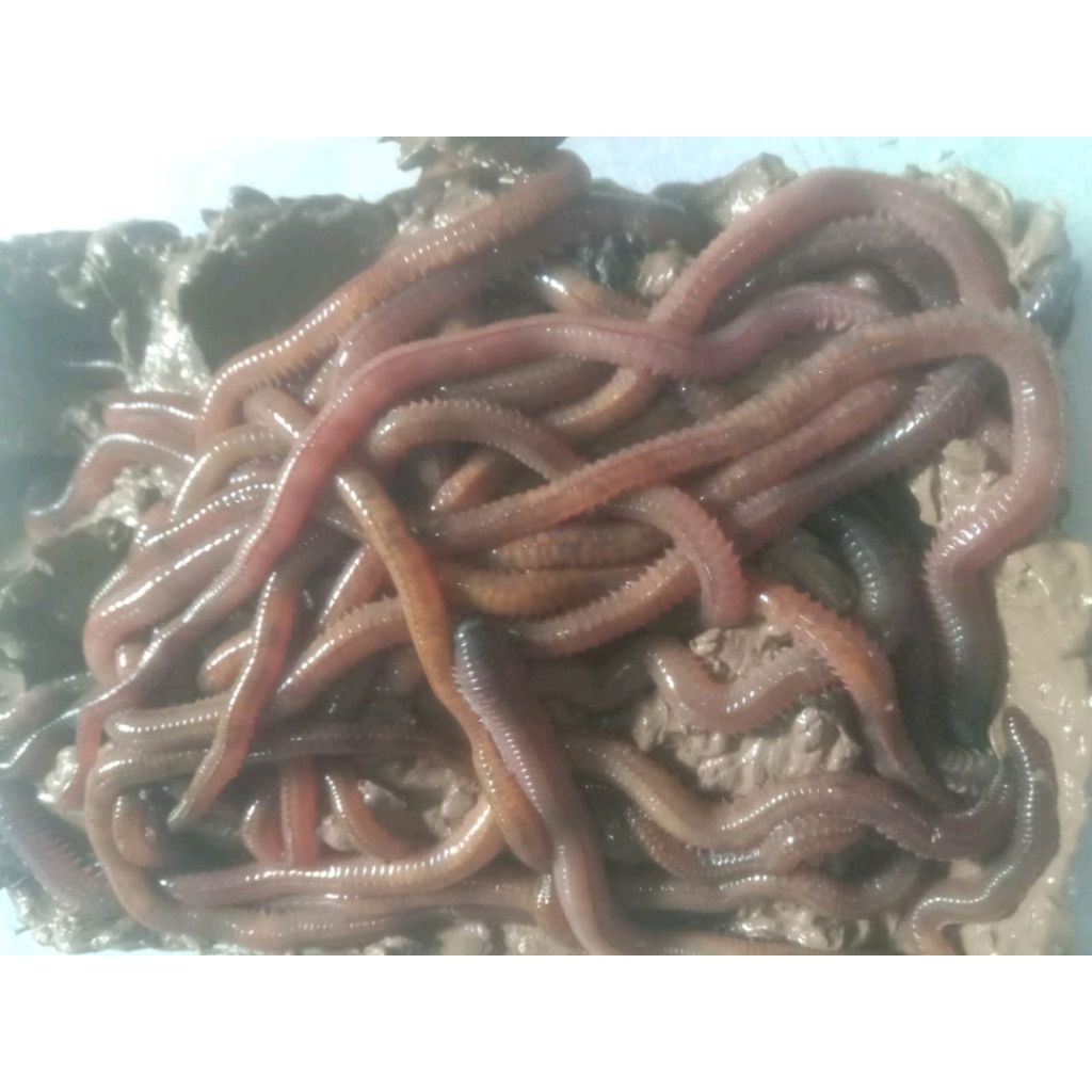 cacing naga laut atau cacing kilung-kilung