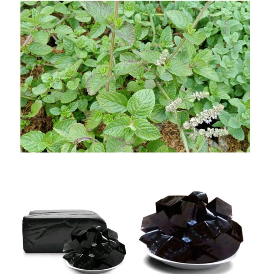 bibit tanaman cincau hitam / daun cincau hitam