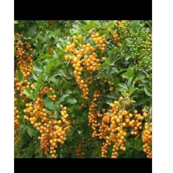 pohon tanaman sinyo nakal,Duranta erecta fruit