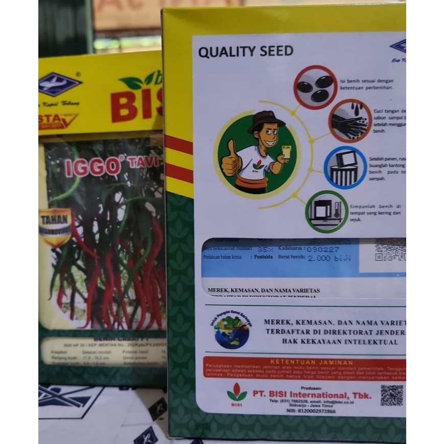 BENIH CABAI IGGO TAVI