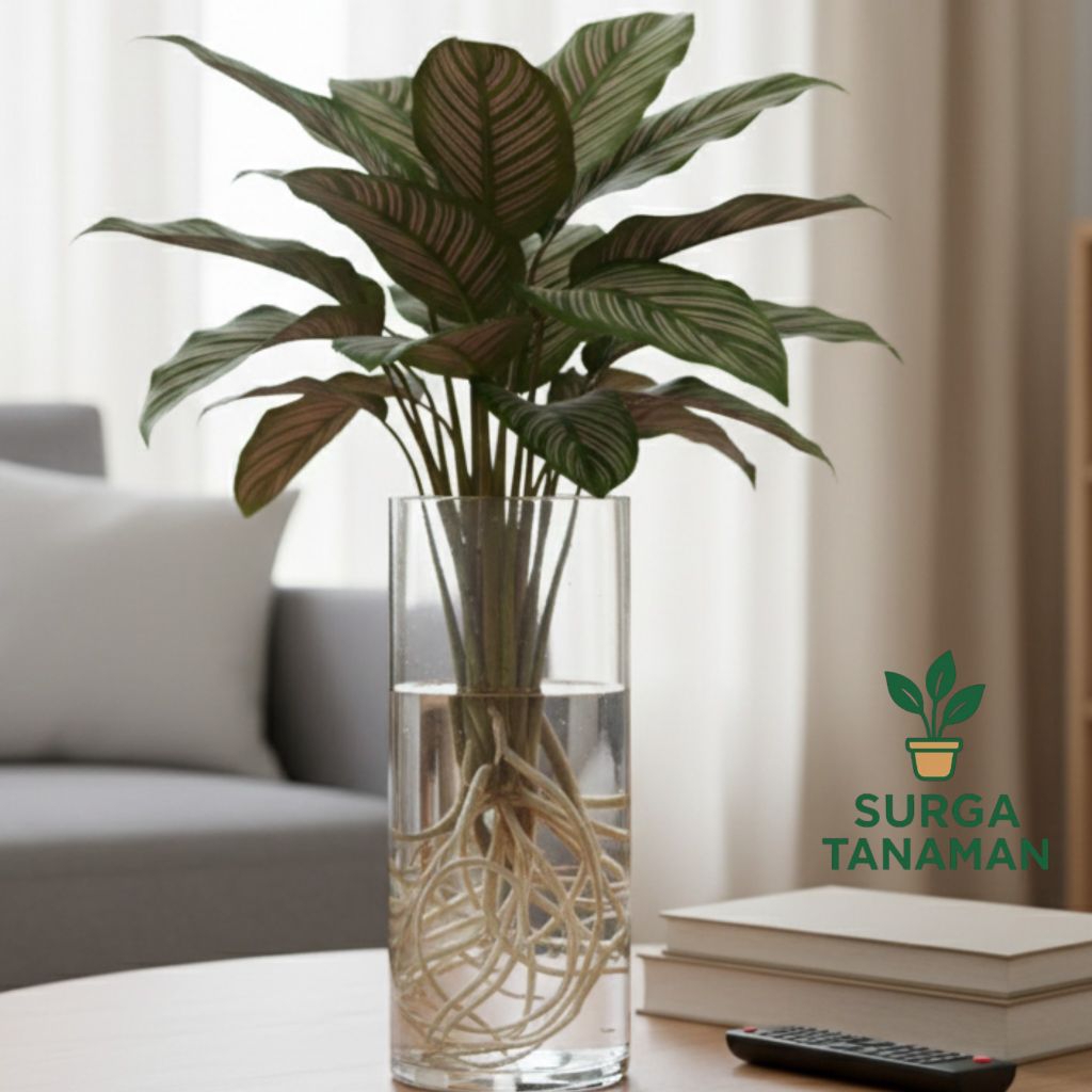 Tanaman media air calathea ornata pink striped - tanaman calathea ornata