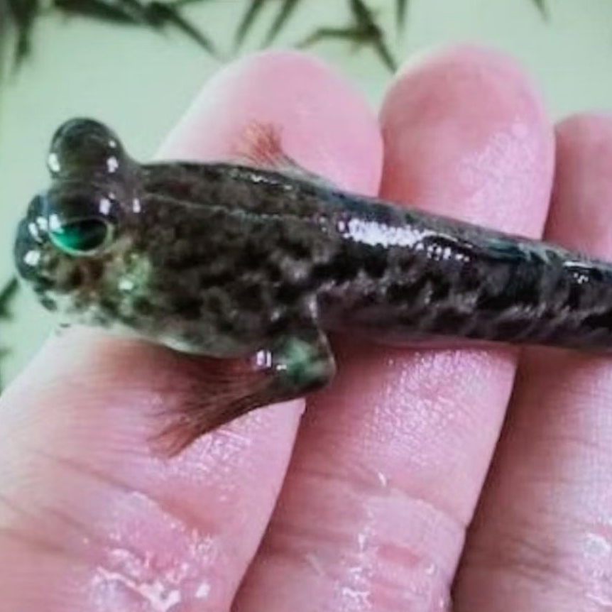 Ikan Glodok | Mudskiper | Ikan Lucu | Ikan Unik