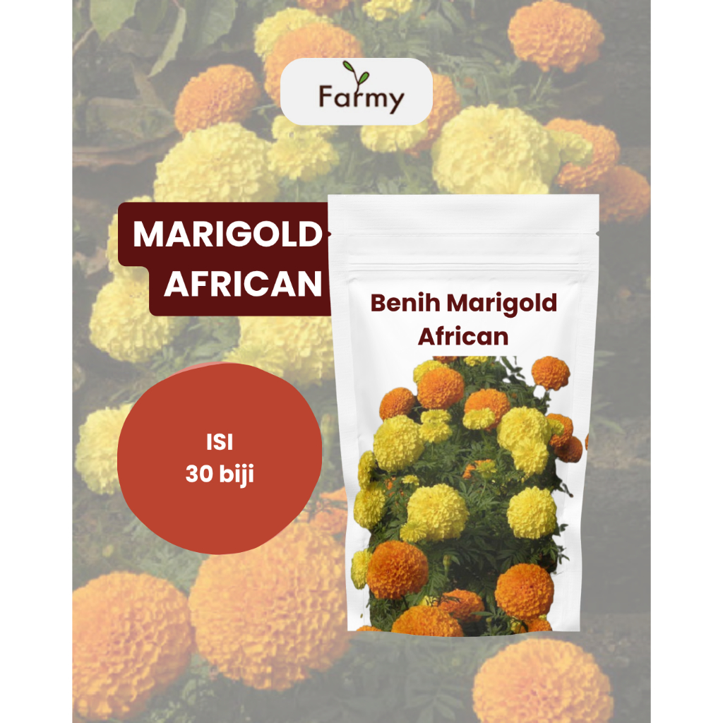 30 Benih Bunga Marigold Crackerjack Bunga Hias African / Benih Bunga Marigold