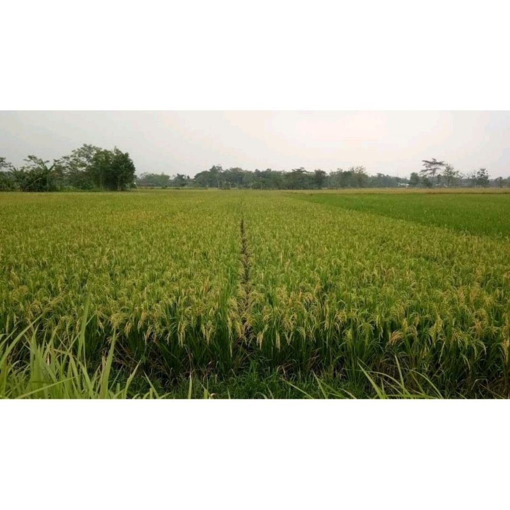 BENIH PADI CIBOGO BIBIT PADI UNGGUL KEMASAN 5 KG