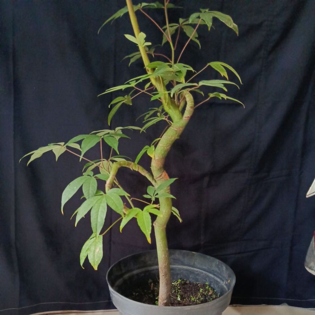 randu/kapuk