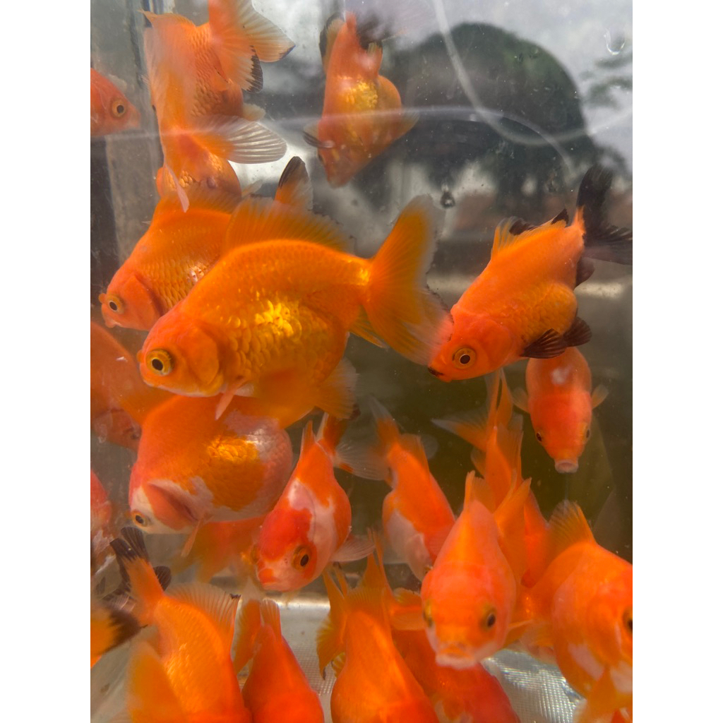 KOKI ORANDA SAKURA ISI 3 EKOR SIZE 8cm & 9cm