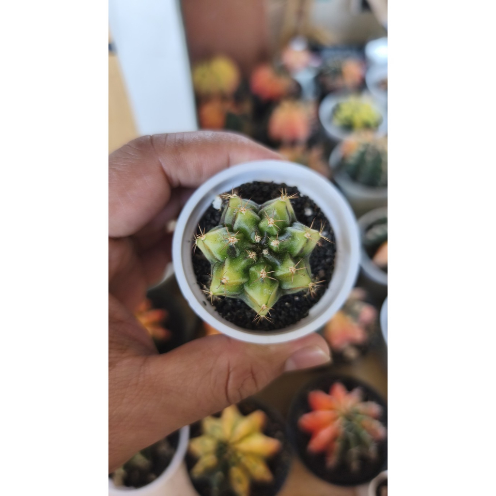 Paket Gymno Murmer ID Rootbeer - Gymno Miha Var Seedling Hybrid