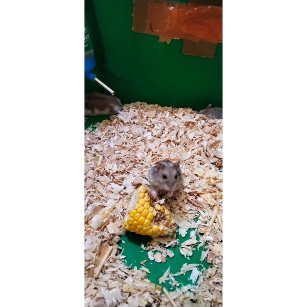 [ONDINE PETSHOP] INDUKAN HAMSTER CAMPBELL/WW/DOMINAN/SYRIAN/POLOS/PEARL/ROBO/GOLDEN