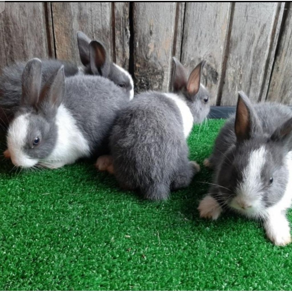 kelinci hias Kelinci Dutch chincilia