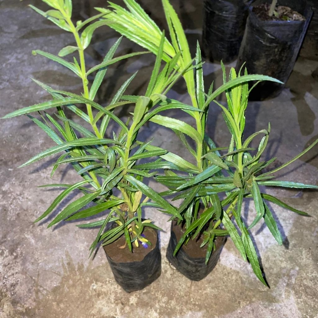 Paket 2 bibit bunga lavender aroma terapi pengusir nyamuk