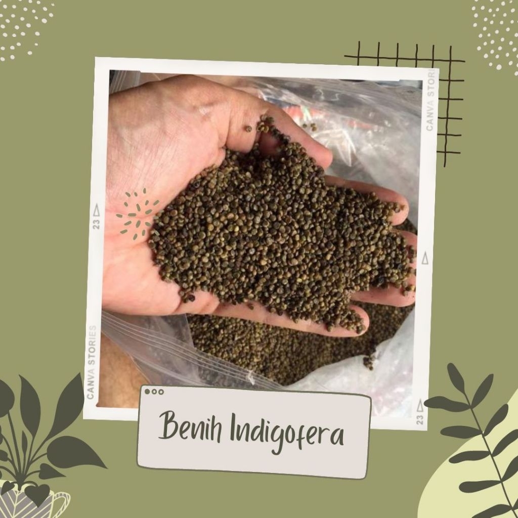 biji indigofera 1/4kg bibit unggul kwalitas super termurah