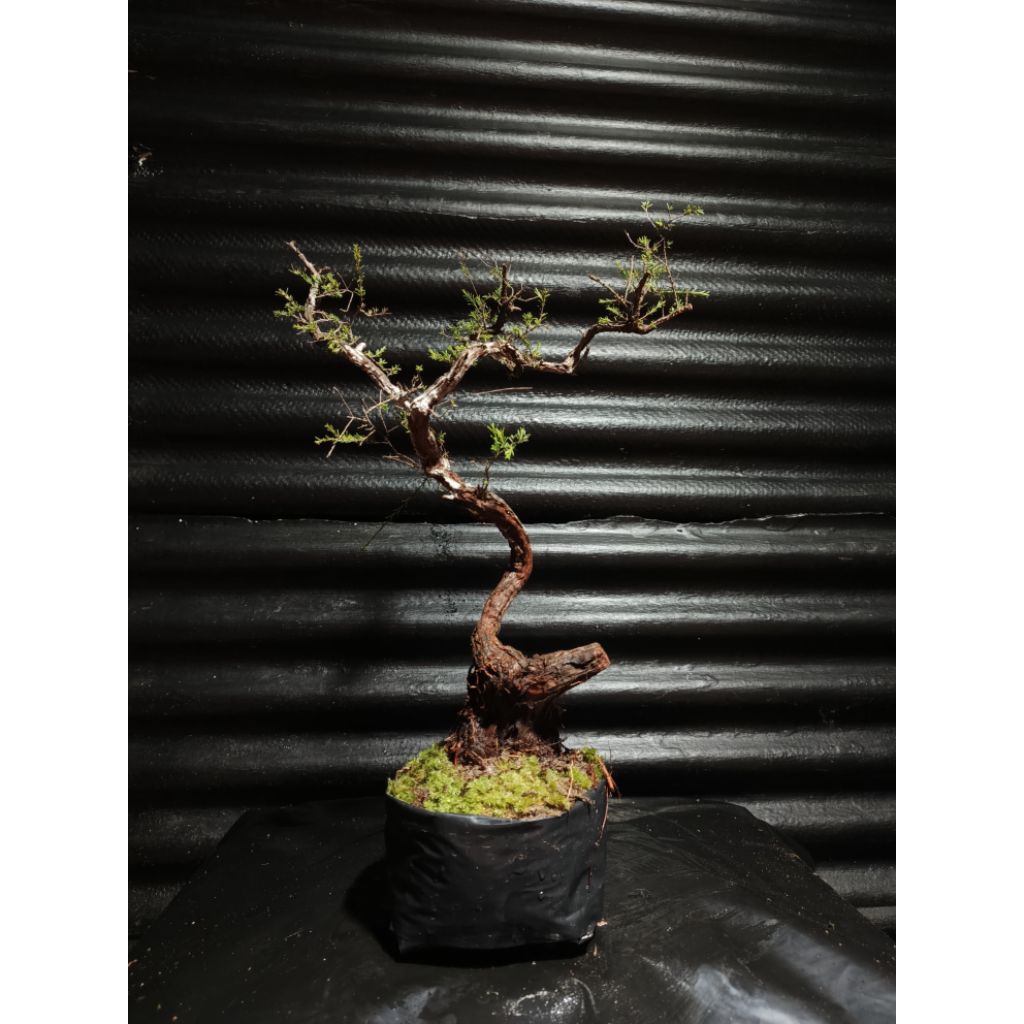 Bahan bonsai cucur atap meliuk extrim