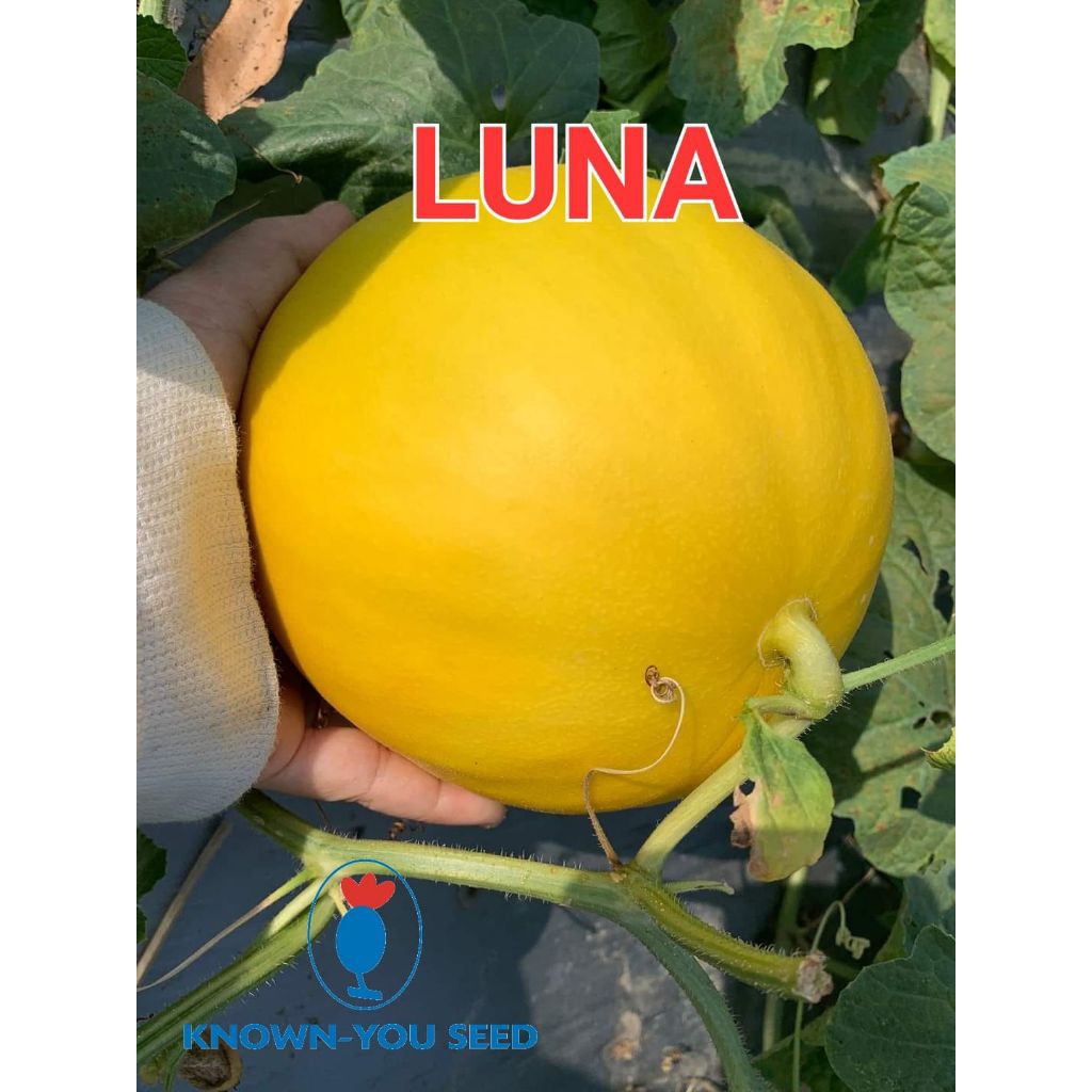 BENIH MELON Golden LUNA  500 seed original perusahaan