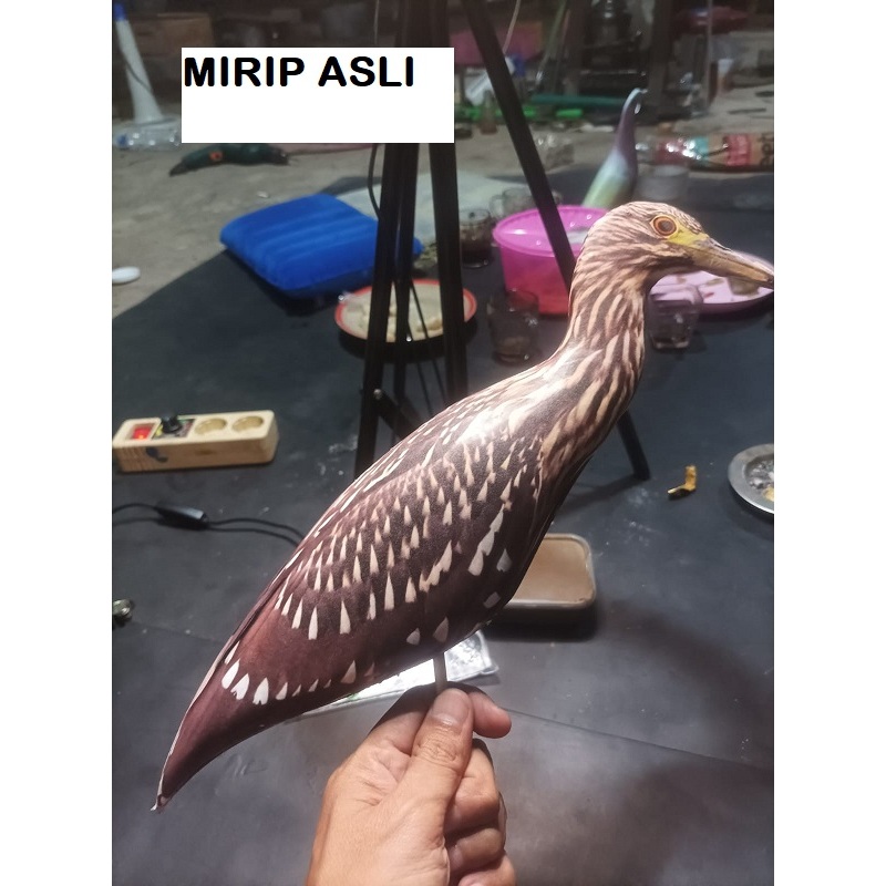 JONTROT BURUNG RAWA MIRIP ASLI PIKAT MANUK MANDAR BIRU AYAMA AYAMAN GOAK HITAM MANUK KOAK TAHAN PENY