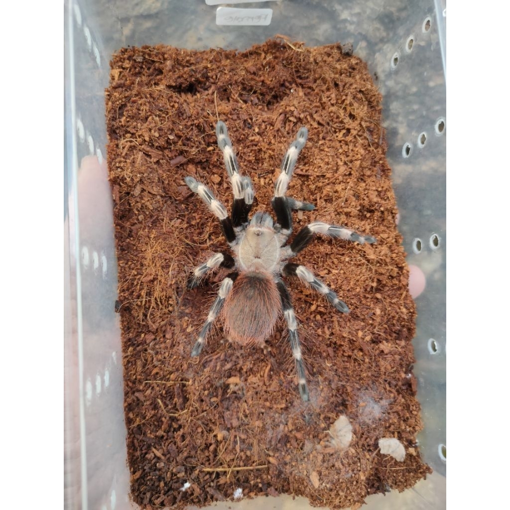 Nandhu chromatus juve female (pakan ikan)