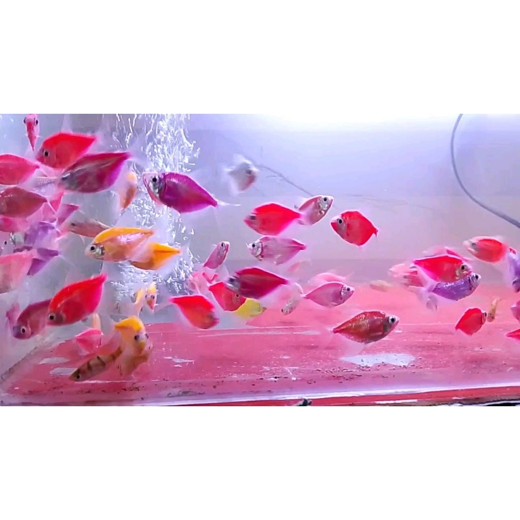 Hiasan ikan glow fish warna warni