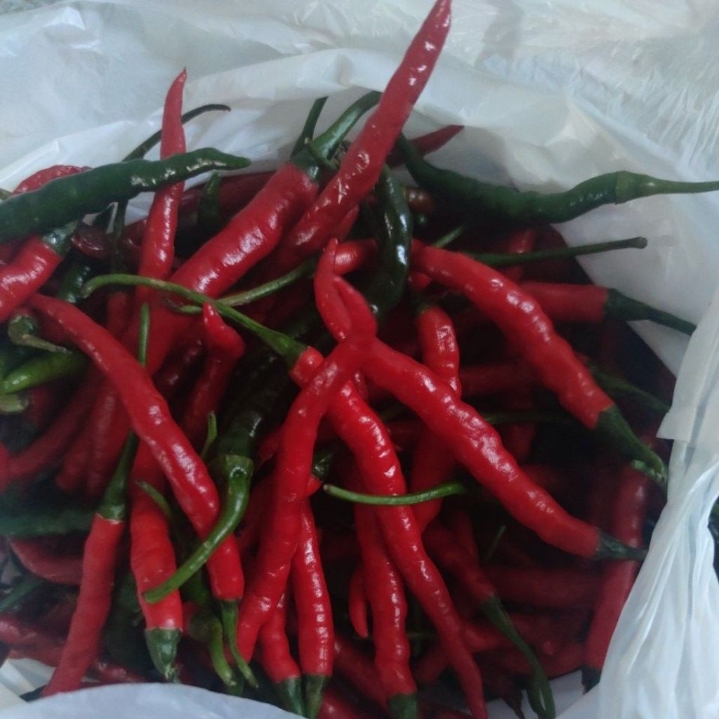 cabai merah keriting 1 kg