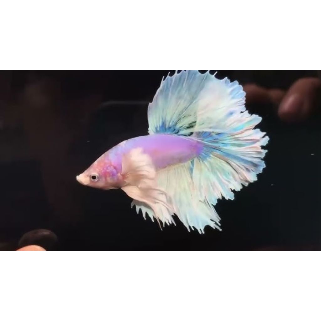 CUPANG HM DUMBO WHITE ROSTAIL