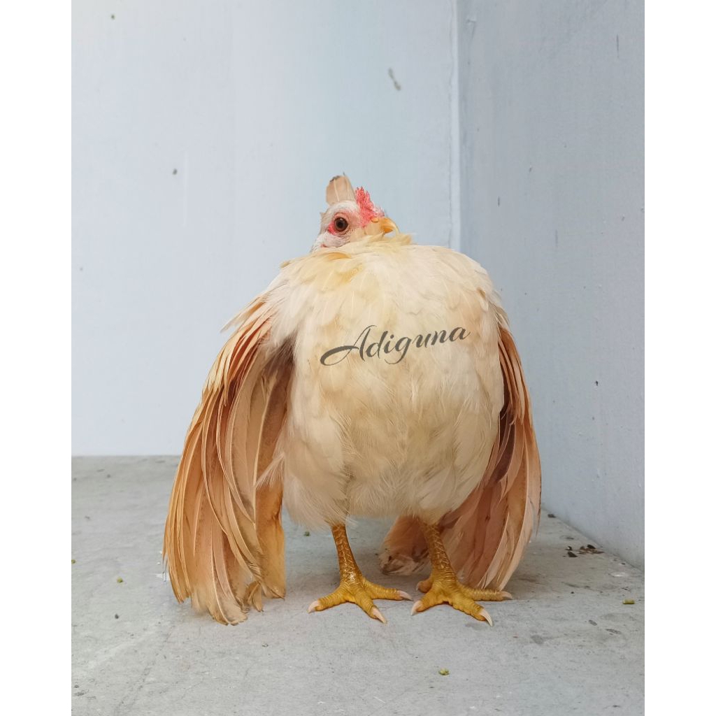 Ayam Hias Serama Selam Betina sudah bisa kawin