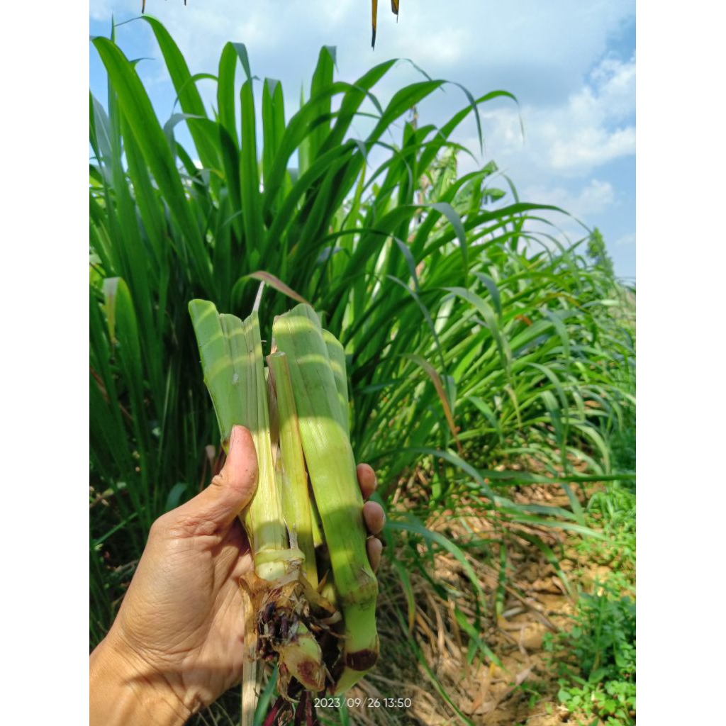 Bibit Rumput Guatemala Perbatang