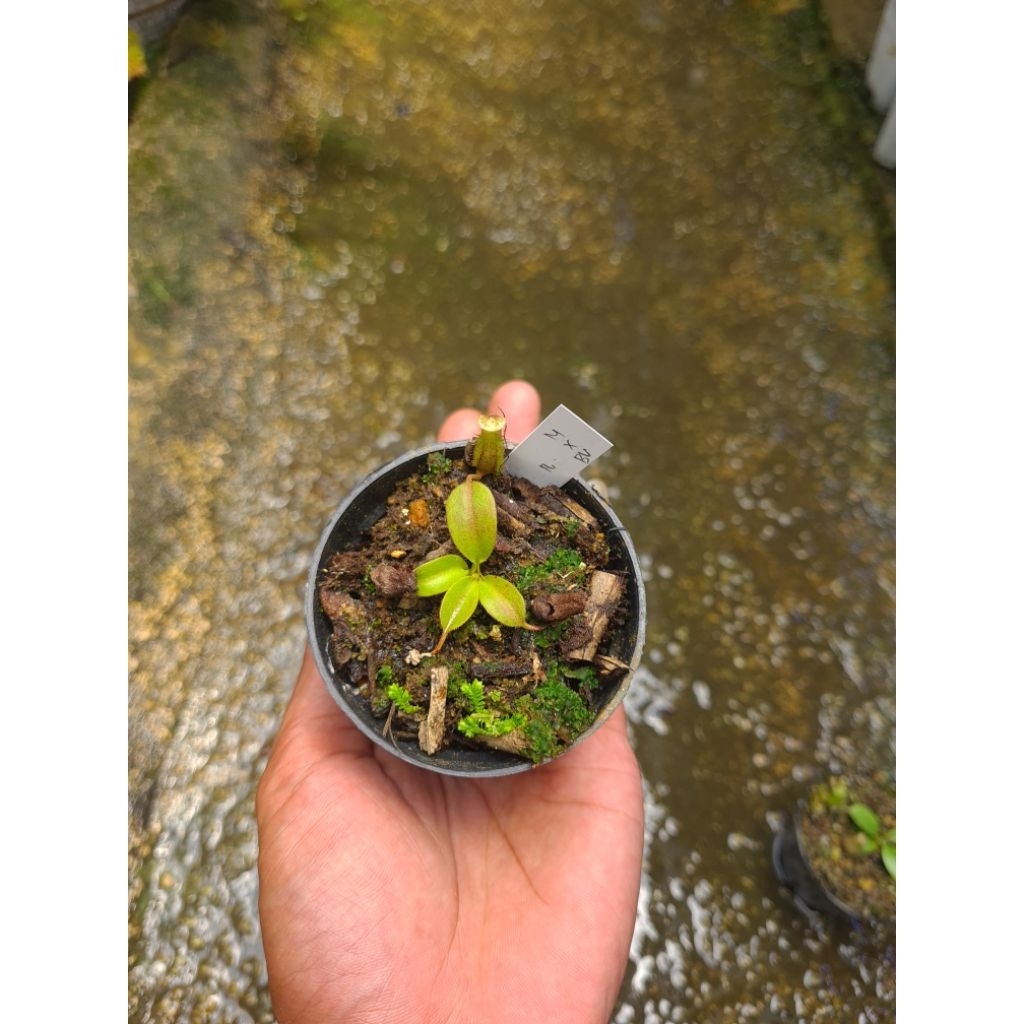 jual nepenthes hybrid maxima x (boschiana x ventricosa)