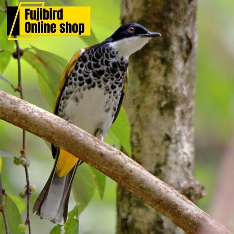 BURUNG KUTILANG MUTIARA PILIHAN AVIARY