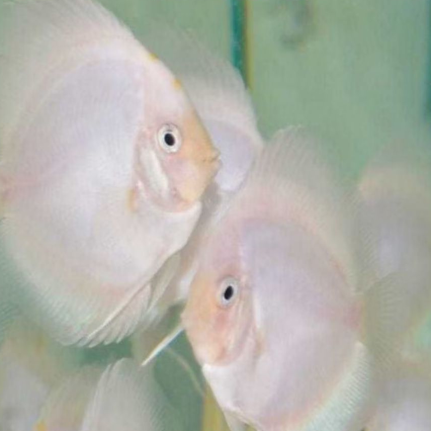 Discus White Diamond //ikan hias aquarium aquascape