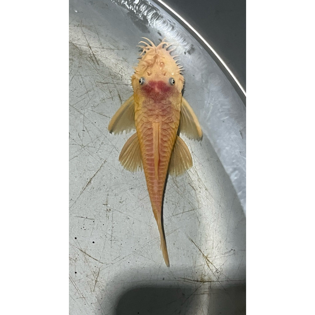 ikan brushmouth/pleco l144 blue eye size 10-11cm 1 pasang induk