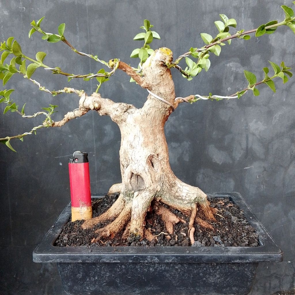 Bonsai small sancang real pict