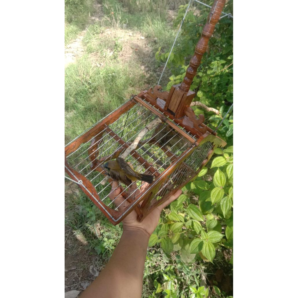 SANGKAR JEBAK/PIKAT BURUNG