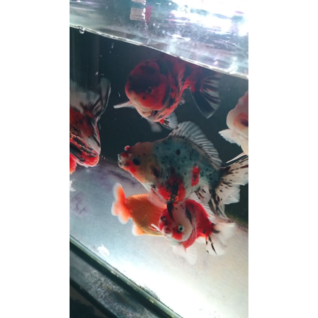 ikan mas koki oranda pancawarna