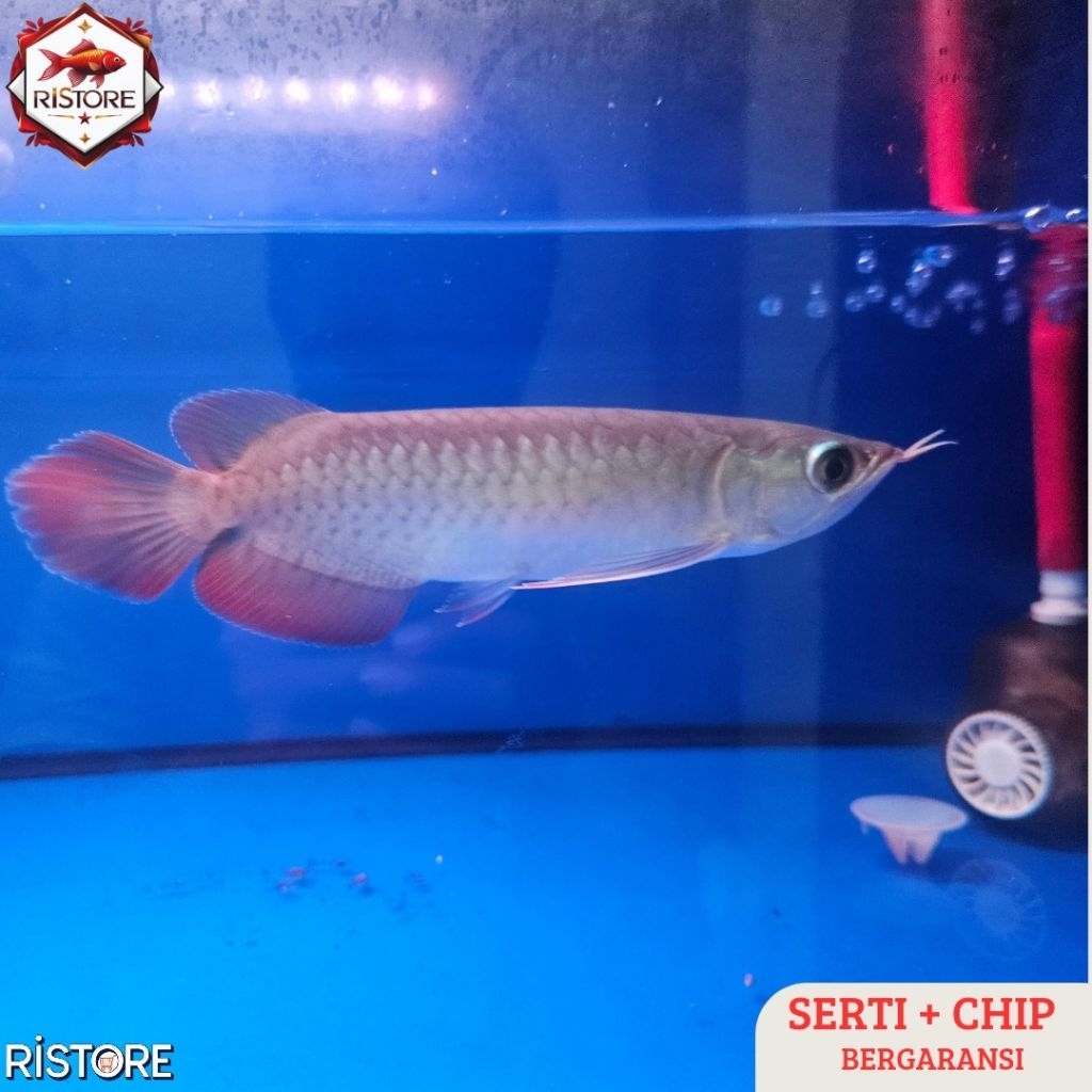 Promo Arwana Super Red Special Grade A+ | Size 20cm up | Bersertifikat & Chip