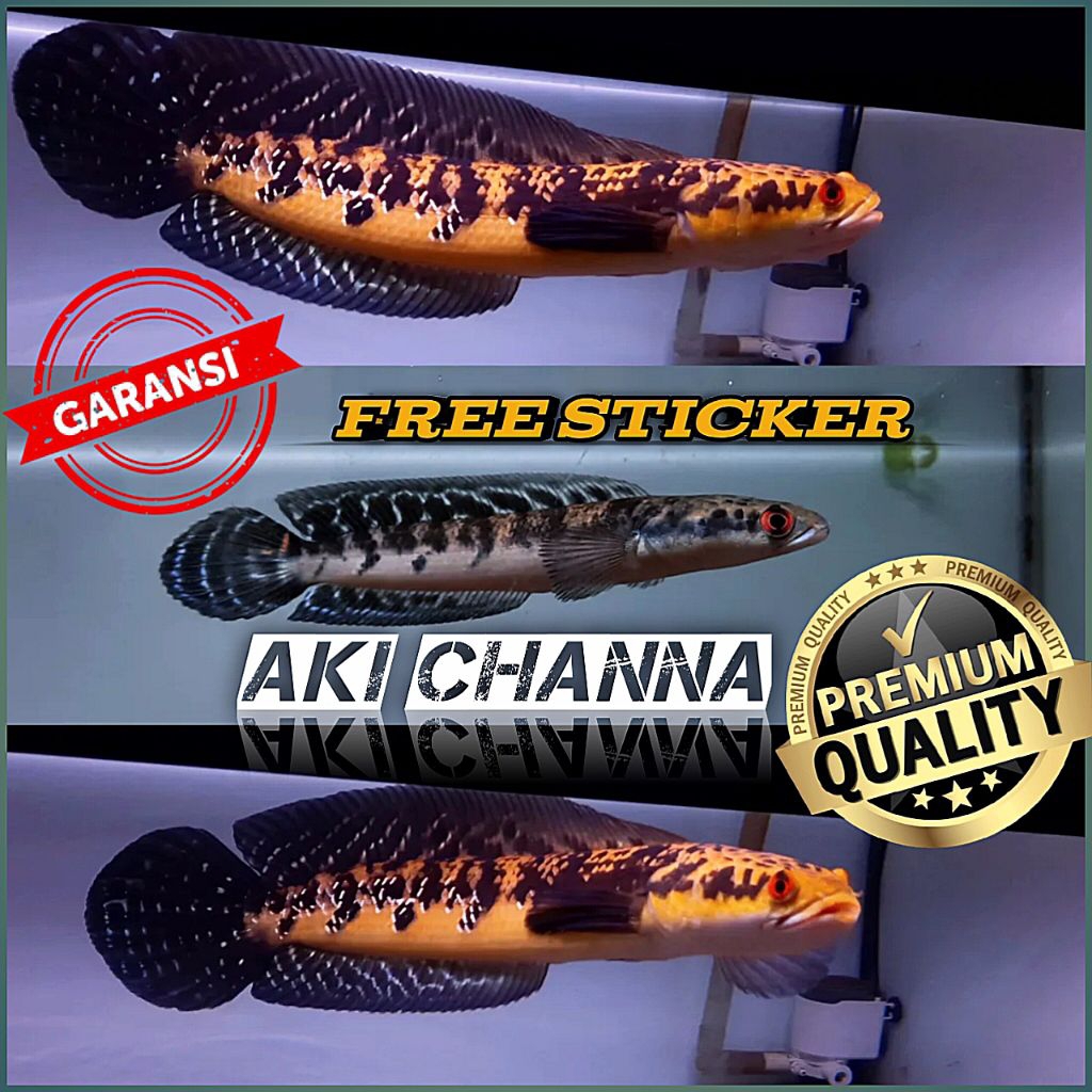 Channa Maru Yellow Sentarum Batik Size 11-13Cm Sortiran Bahan Progres,Cod Channa Maru Ys Size 8-10Cm