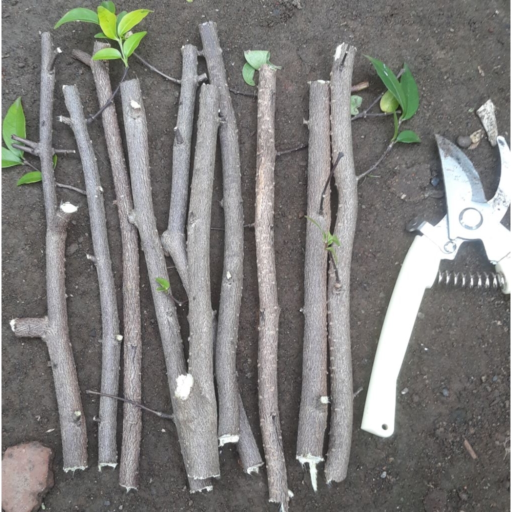 stek batang bahan bonsai anting putri