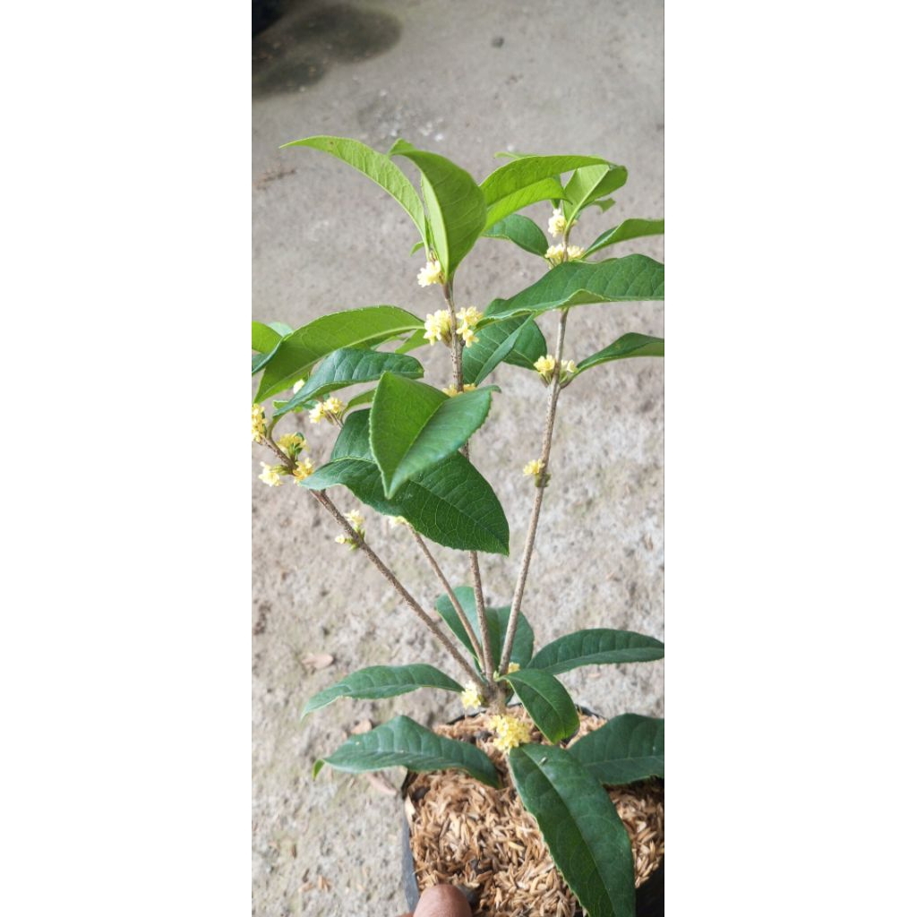 Tanaman Osmanthus fragrans varietas aurantiacus,