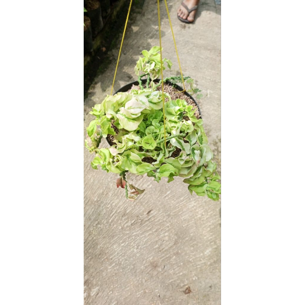 tanaman Pedilanthus Curly Pink/Patah Tulang Keriting