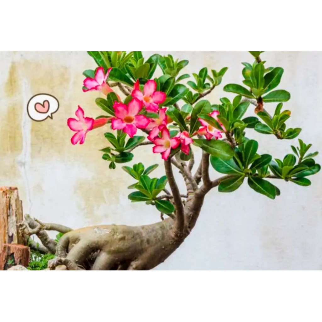 Stek Bunga Kamboja Jepang Adenium