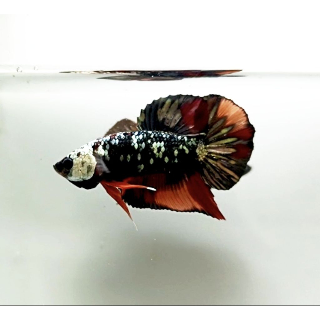 PLAKAT AVATAR COOPER NEMO