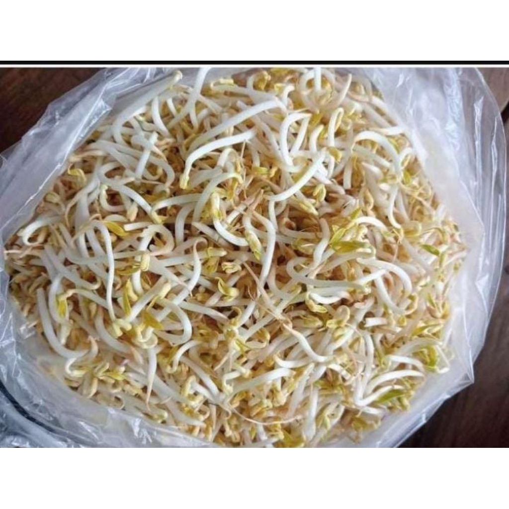 Toge Cambah Perbungkus
