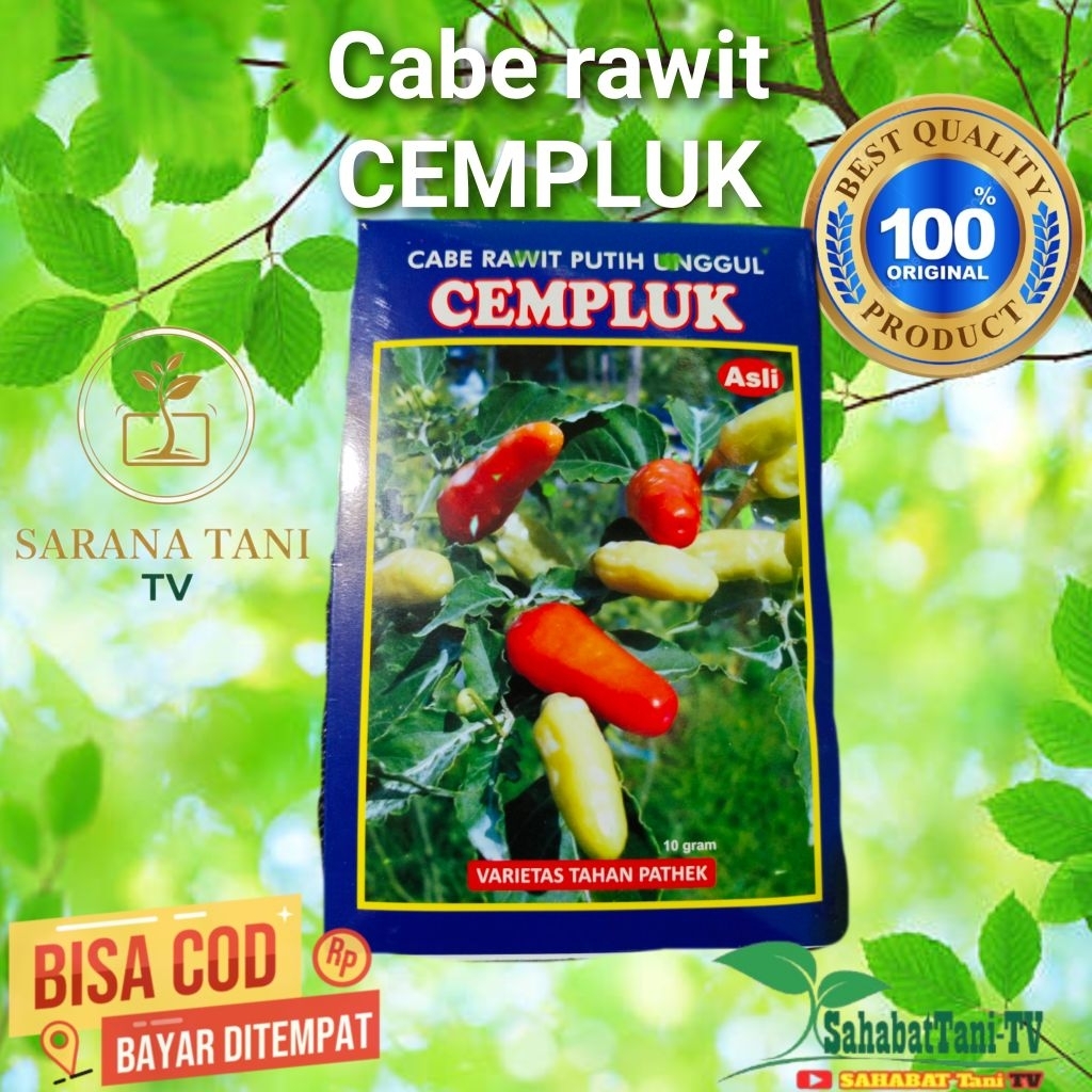 benih cabe rawit putih CEMPLUK 10gr tahan patek dan penyakit