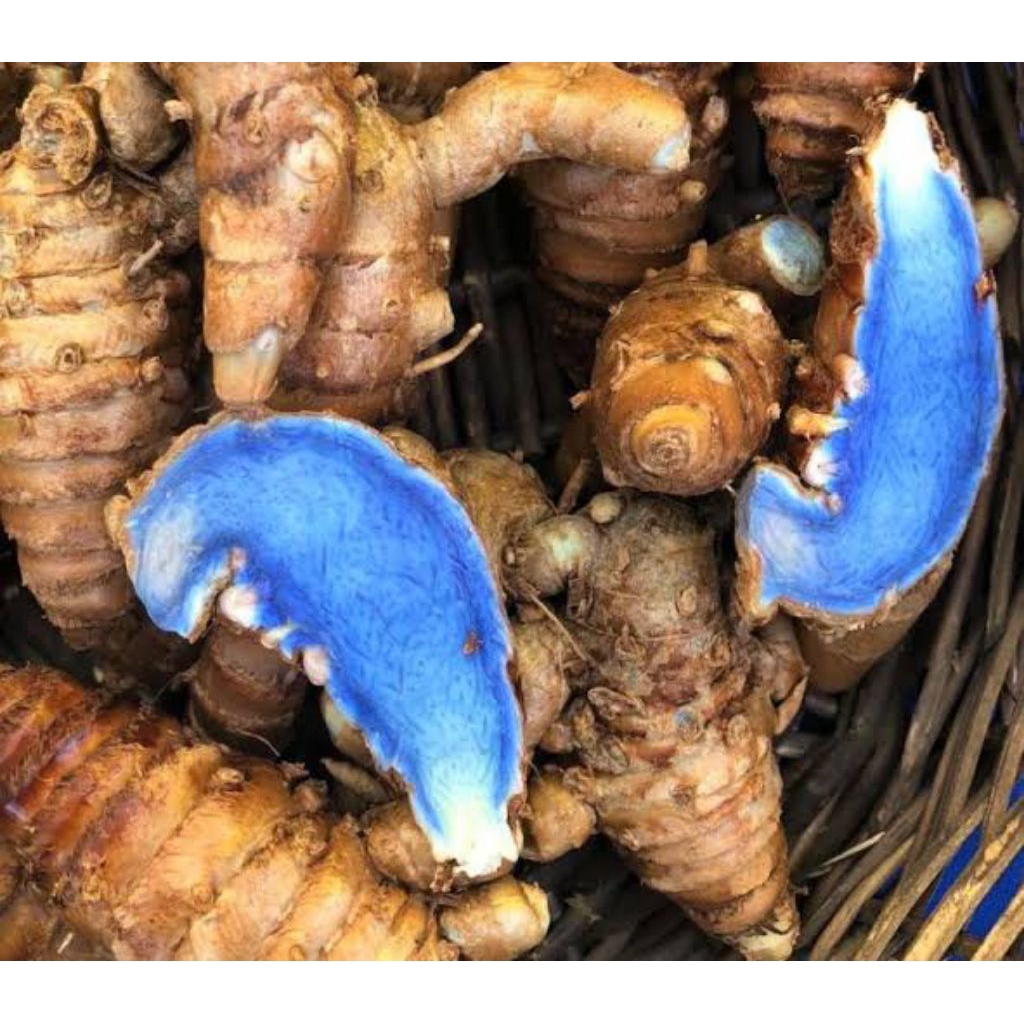 1 kg Temu Ireng kunyit hitam - temu ireng - temu hitam segar 1kg