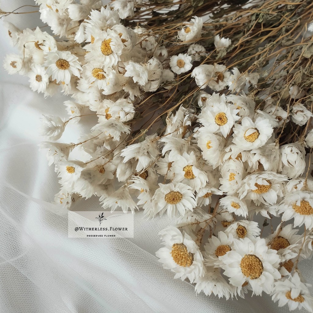 10 gr Dried Rodanthe Flower / Dried Flower Daisy Rodanthe / Bunga Kering