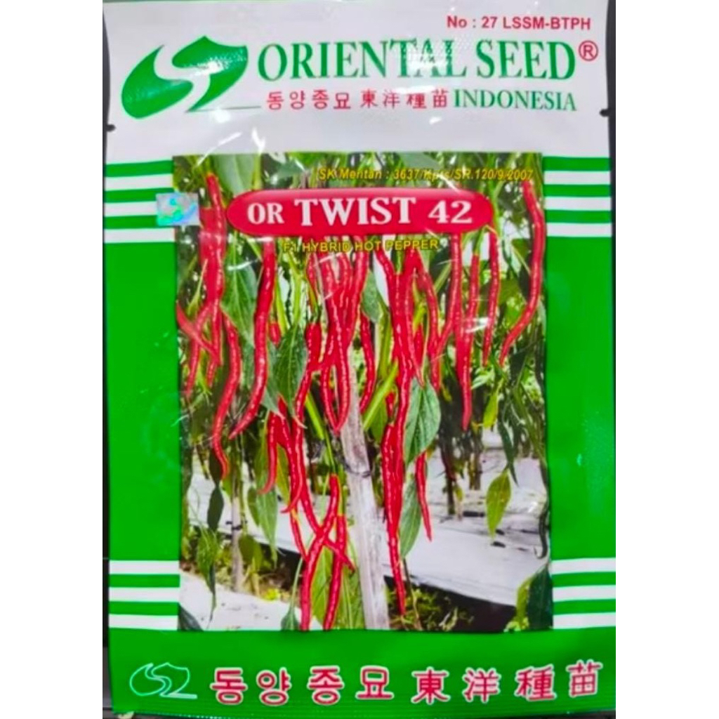 benih cabe keriting TWIST OR 42