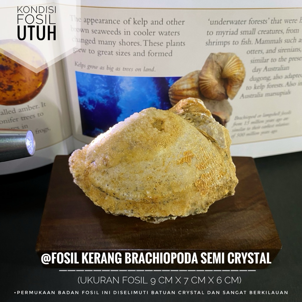 Fosil Kerang Semi Crystal Natural A40 atau Fosil Bivalvia atau Fossil Shell atau Fosil Kijing atau F