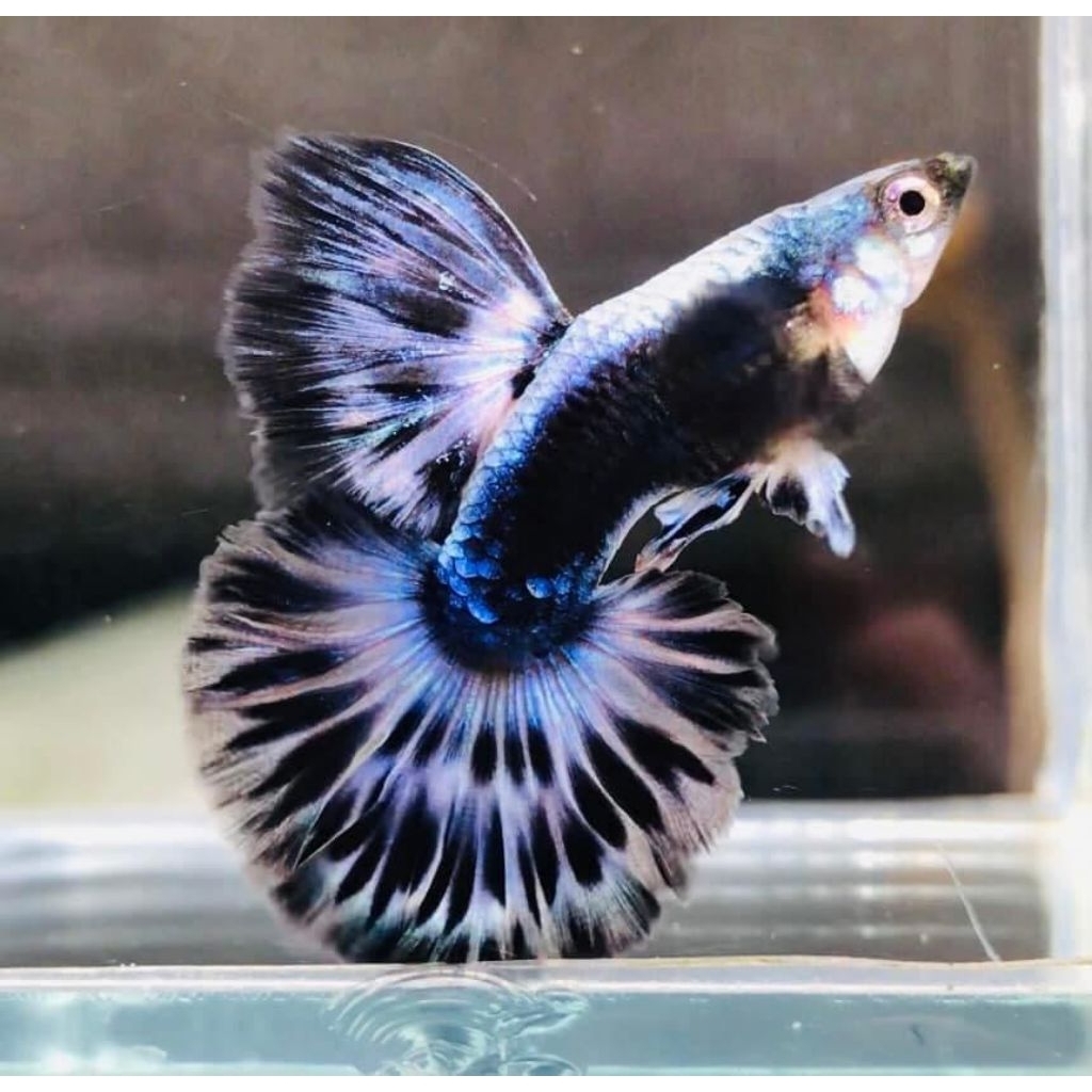 hiasan aquarium - guppy blue ivory sepasang